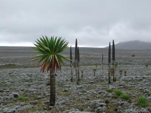 Bale_Mountain,_Ethiopia