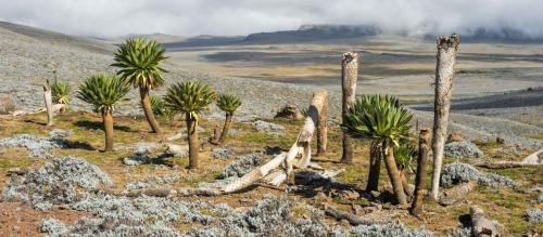 bale-mountain-national-park-ethiopia