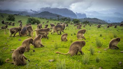 160719115801-ethiopia11-gelada-baboons-in-simien-mountains-national-park-c-ethiopian-tourism-organization-1