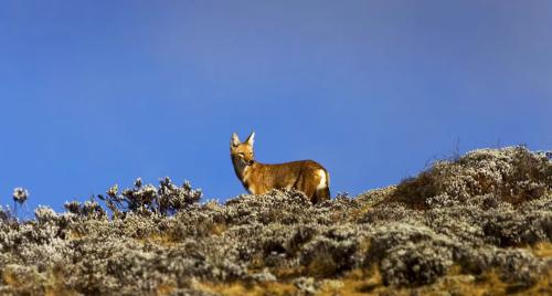 bale-mountains-ethiopian-wolf