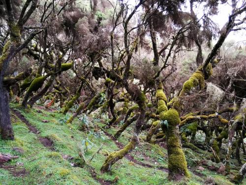 bale-mountains-fauna-21