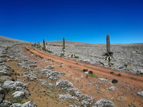 bale-mountains-mountains-and-trees