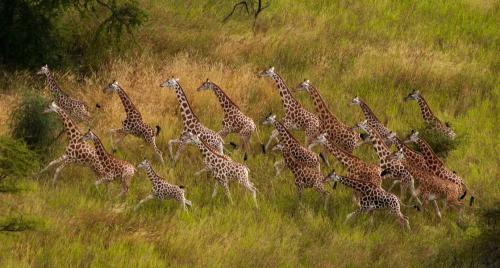 gambella-giraffes