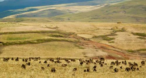 simien-mountains-gelada-monkeys-2