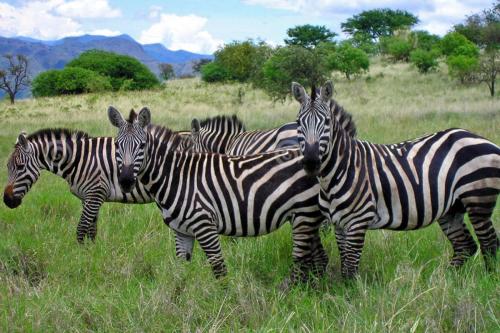 zebras-ethiopian-savannah-2327243-1